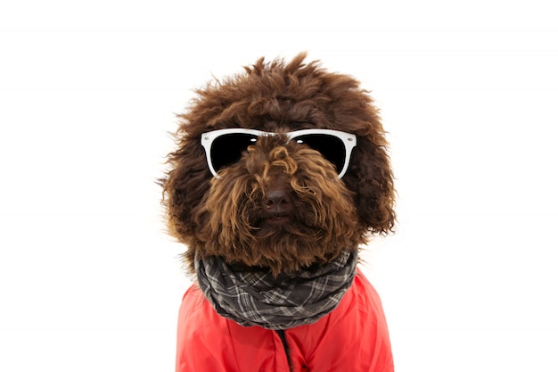 Chien caniche portrait portant des lunettes et un manteau rouge chaud.