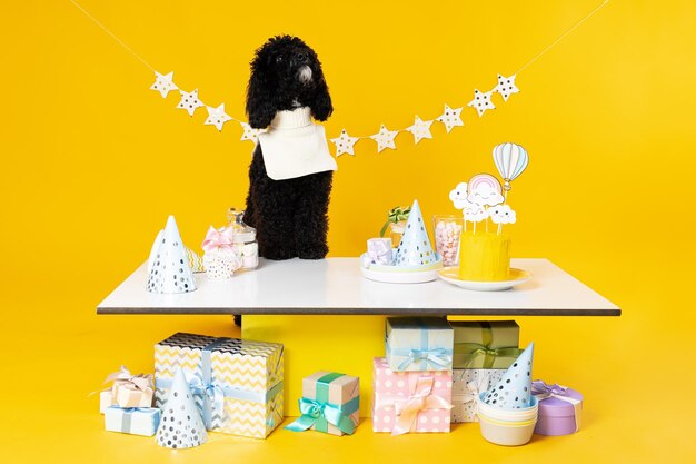 Chien caniche Toy noir sur fond jaune Anniversaire de chien