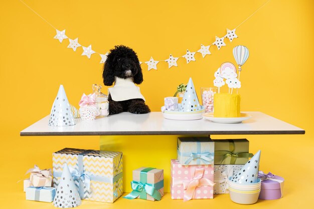 Photo chien caniche toy noir sur fond jaune anniversaire de chien