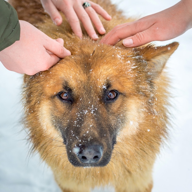 Chien caresse les filles