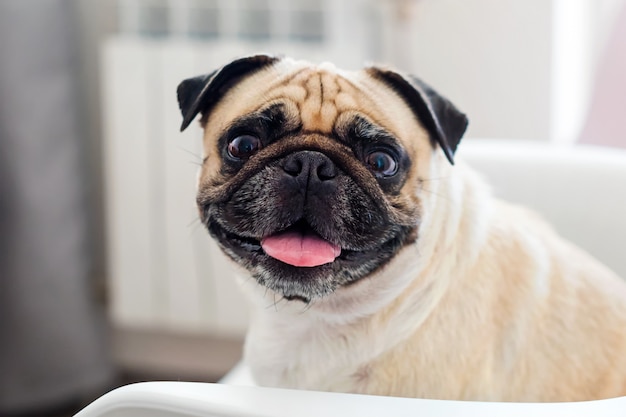 Chien carlin assis sur une chaise