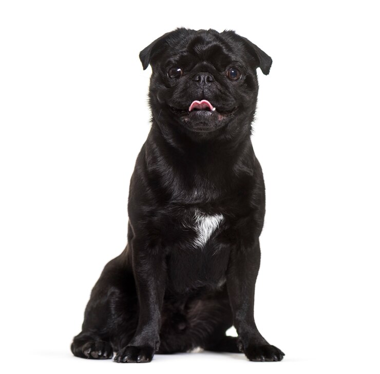 Photo chien carlin assis