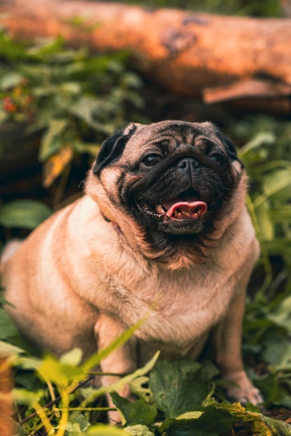 Chien carlin avec une bouche ouverte et sa langue qui sort et assis dans l'herbe de la forêt par une journée ensoleillée