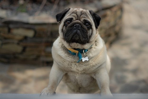 Chien carlin avec collier de chien.