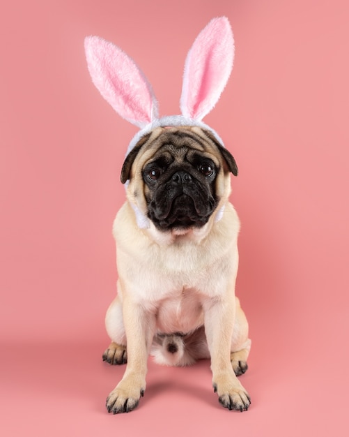 Chien carlin drôle portant des oreilles de lapin de Pâques sur fond rose.