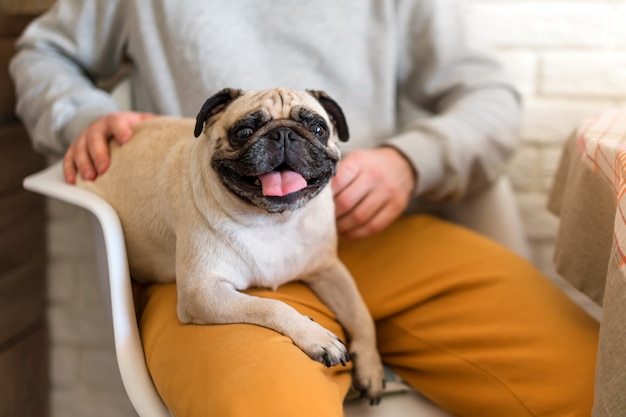 Chien carlin heureux assis sur les genoux de son propriétaire dans la cuisine. Mise au point sélective sur le chien.