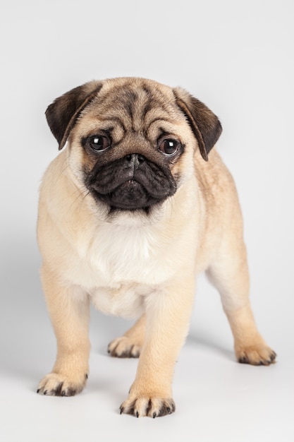 Chien carlin isolé sur fond blanc