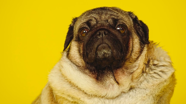 Chien carlin mignon sur fond jaune Adorable chien carlin domestique assis sur fond jaune en studio et regardant la caméra