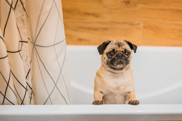 Chien carlin se dresse sur ses pattes de derrière dans la salle de bain en attendant un bain, se laver après une promenade