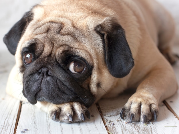 Chien Carlin triste avec de grands yeux se trouvant sur un plancher en bois