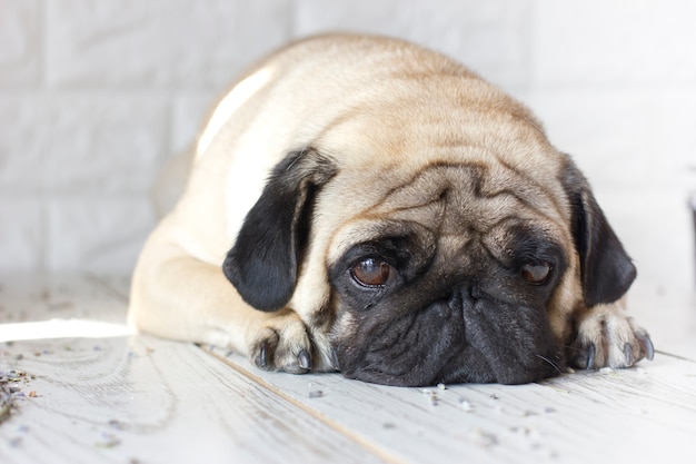 Chien carlin triste avec de grands yeux se trouvant sur un plancher en bois