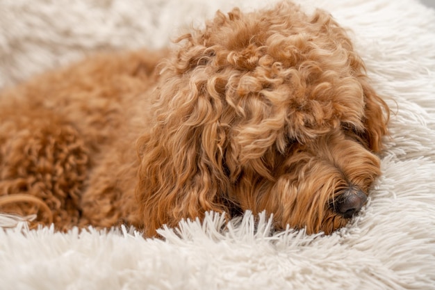 Chien Cavapoo dans son lit race mixte de Cavalier King Charles Spaniel et caniche