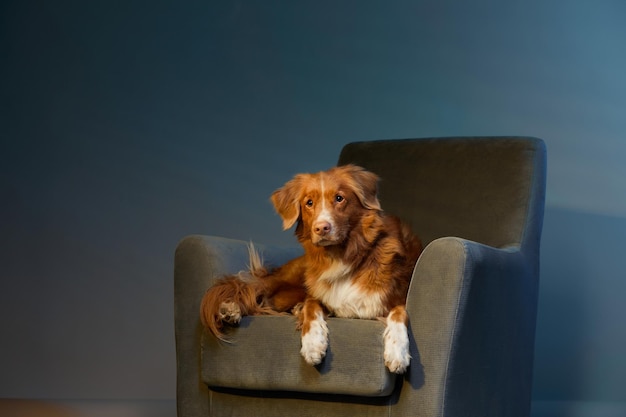 Photo chien sur une chaise nova scotia duck tolling retriever dans le studio