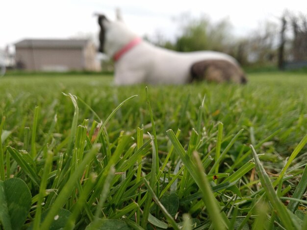 Photo un chien sur un champ herbeux