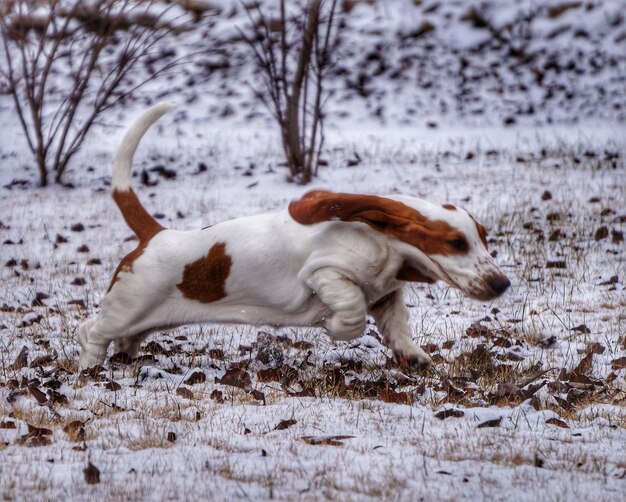 Chien sur le champ en hiver