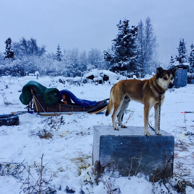 Photo chien sur un champ de neige contre le ciel