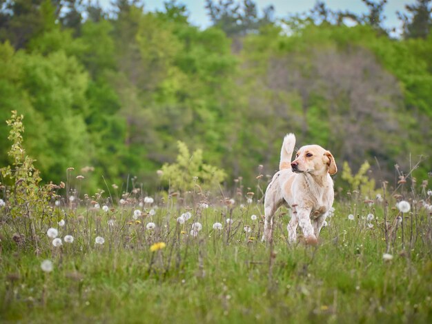 Chien sur le champ de printemps.