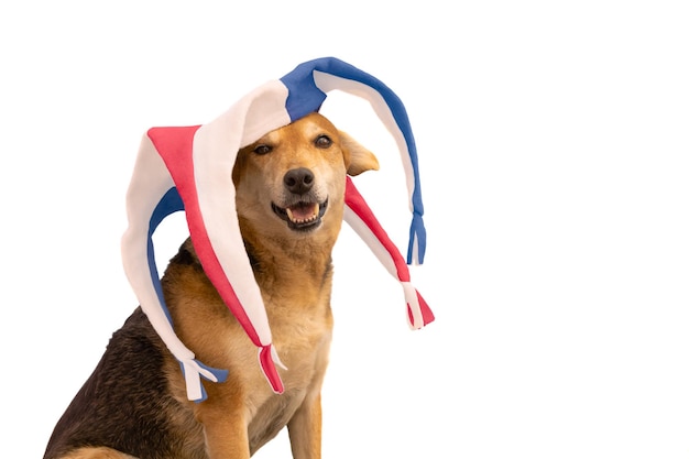 Chien avec chapeau arlequin bleu rouge et blanc