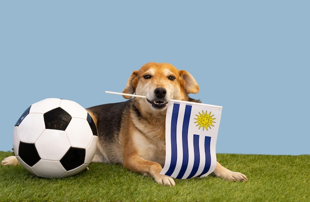 Chien avec chapeau de ballon de football et drapeau de l'Uruguay