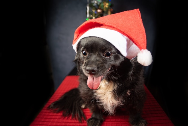 Chien avec chapeau de père Noël et arbre de Noël, sur une surface rouge.