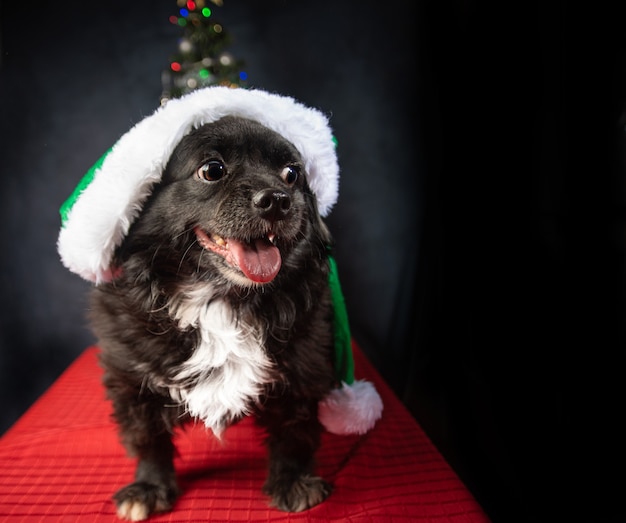 Chien avec chapeau de père Noël et arbre de Noël, sur une surface rouge.