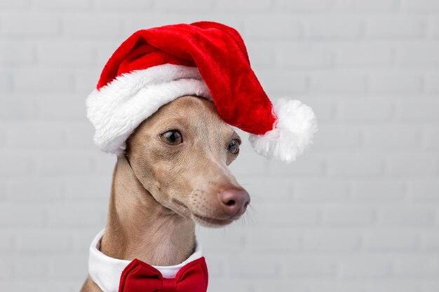 Photo chien avec un chapeau de père noël