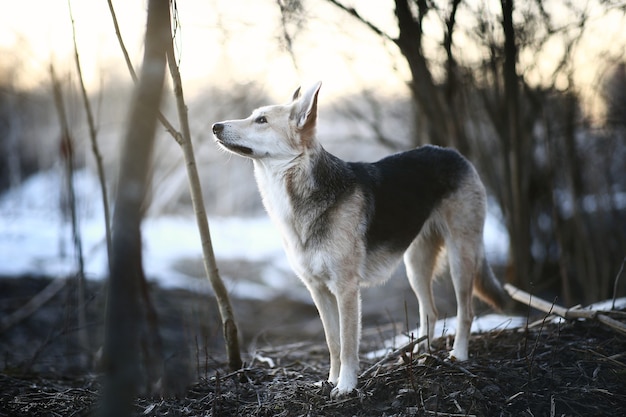 Chien charismatique à pied en hiver à l'aube