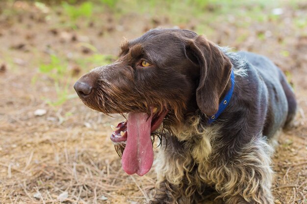 Chien de chasse allemand drahthaar, beau portrait de chien en été