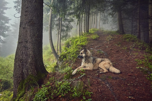 Un chien de chasse attend son propriétaire dans une forêt brumeuse