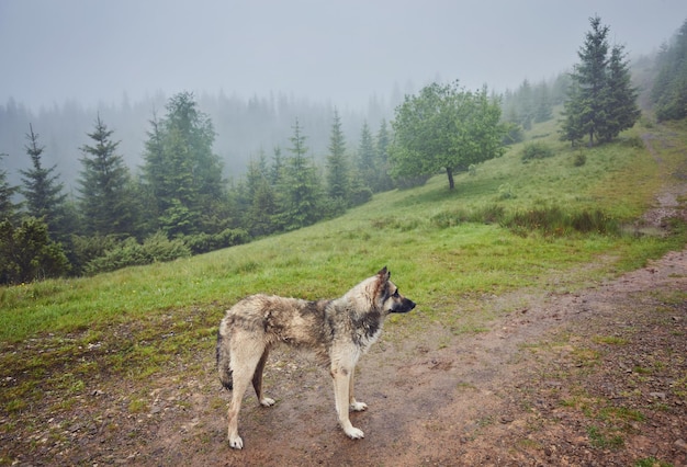 Un chien de chasse attend son propriétaire dans une forêt brumeuse