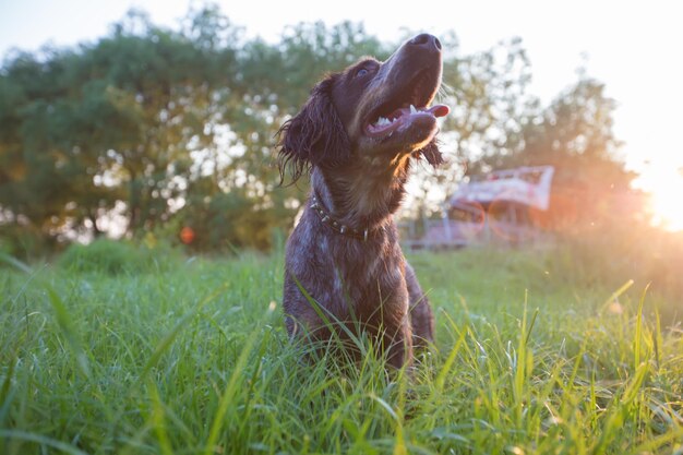 Chien de chasse dans la nature setter irlandais sur l'herbe verte