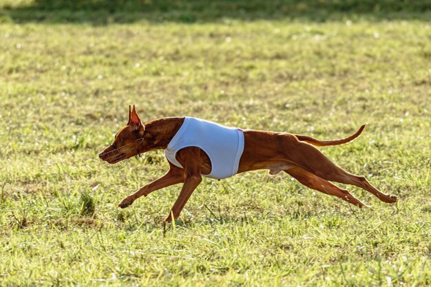 Photo le chien de chasse du pharaon courant dans une veste blanche sur un champ vert