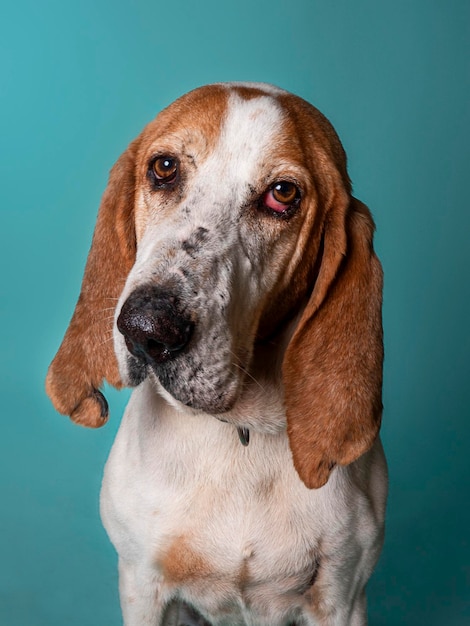 Chien de chasse espagnol regardant la caméra devant un fond bleu