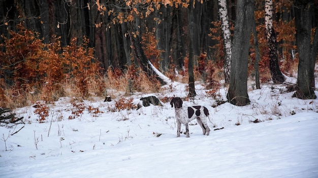 Chien de chasse en hiver