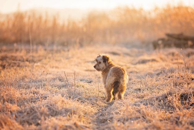 Chien de chasse le matin brumeux