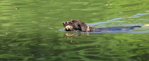 chien de chasse nage dans l'eau