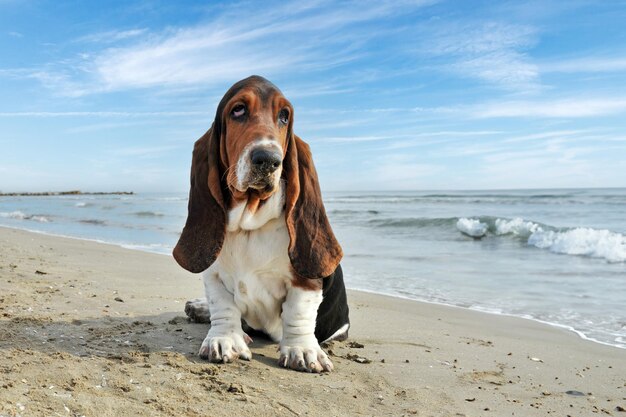 un chien de chasse sur la plage