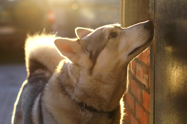 Chien de chasse de la race husky de Sibérie occidentale, animaux mignons