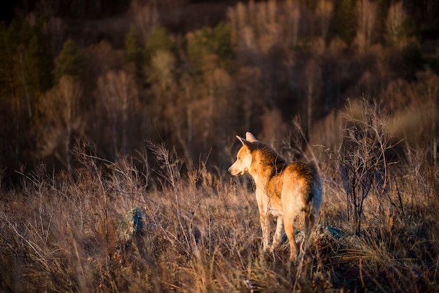 Chien de chasse rouge regarde au loin de la forêt en automne