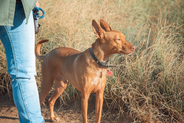 Photo chien de chasse avec un visage heureux