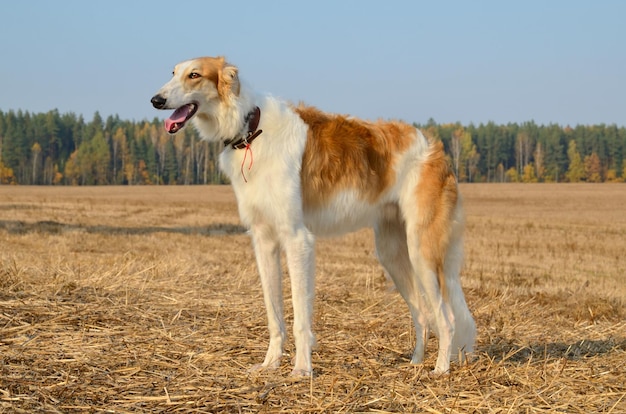 Chien de chasse