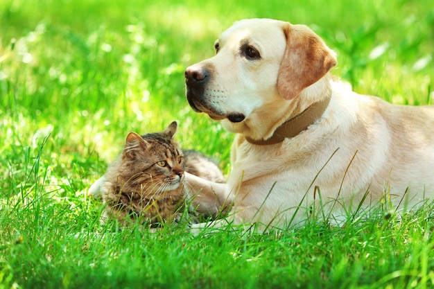 Chien et chat amical au repos sur fond d'herbe verte