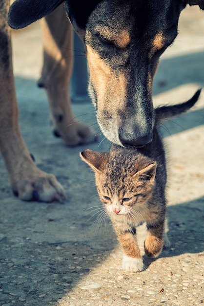 Chien et chat chiot