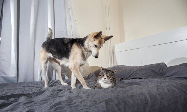 Chien et chat espiègles sur le lit à la maison