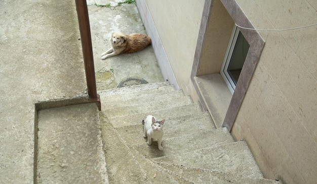 Chien et chat à l'extérieur