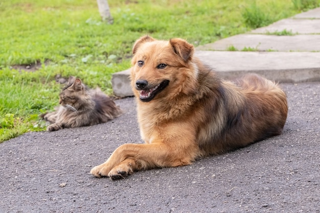 Un chien et un chat sont couchés côte à côte sur l'asphalte près de l'herbe