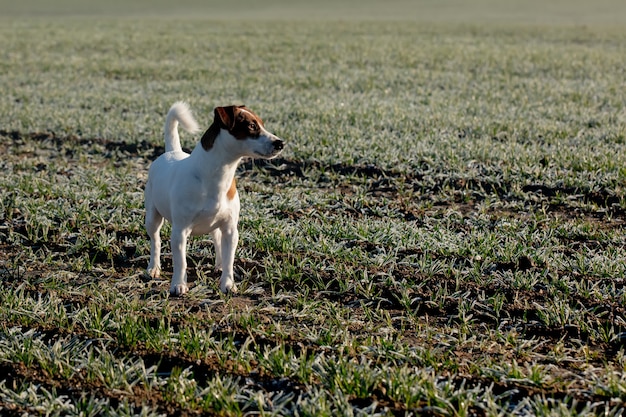 Le chien cherche des proies sur le terrain