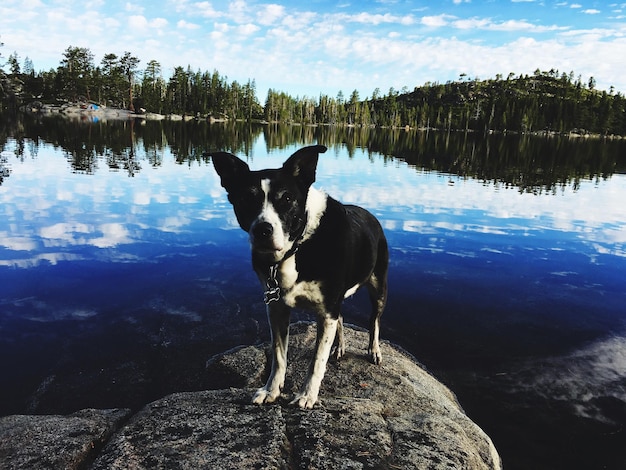 Photo chien à cheval au bord du lac contre le ciel