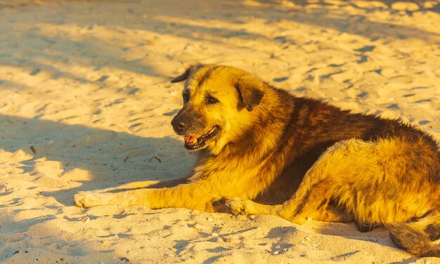 Chien, cheveux bruns, allongé sur la plage le soir.