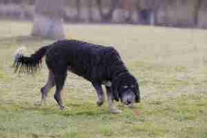 Photo un chien à cheveux poilus jouissant d'une friandise dans l'herbe